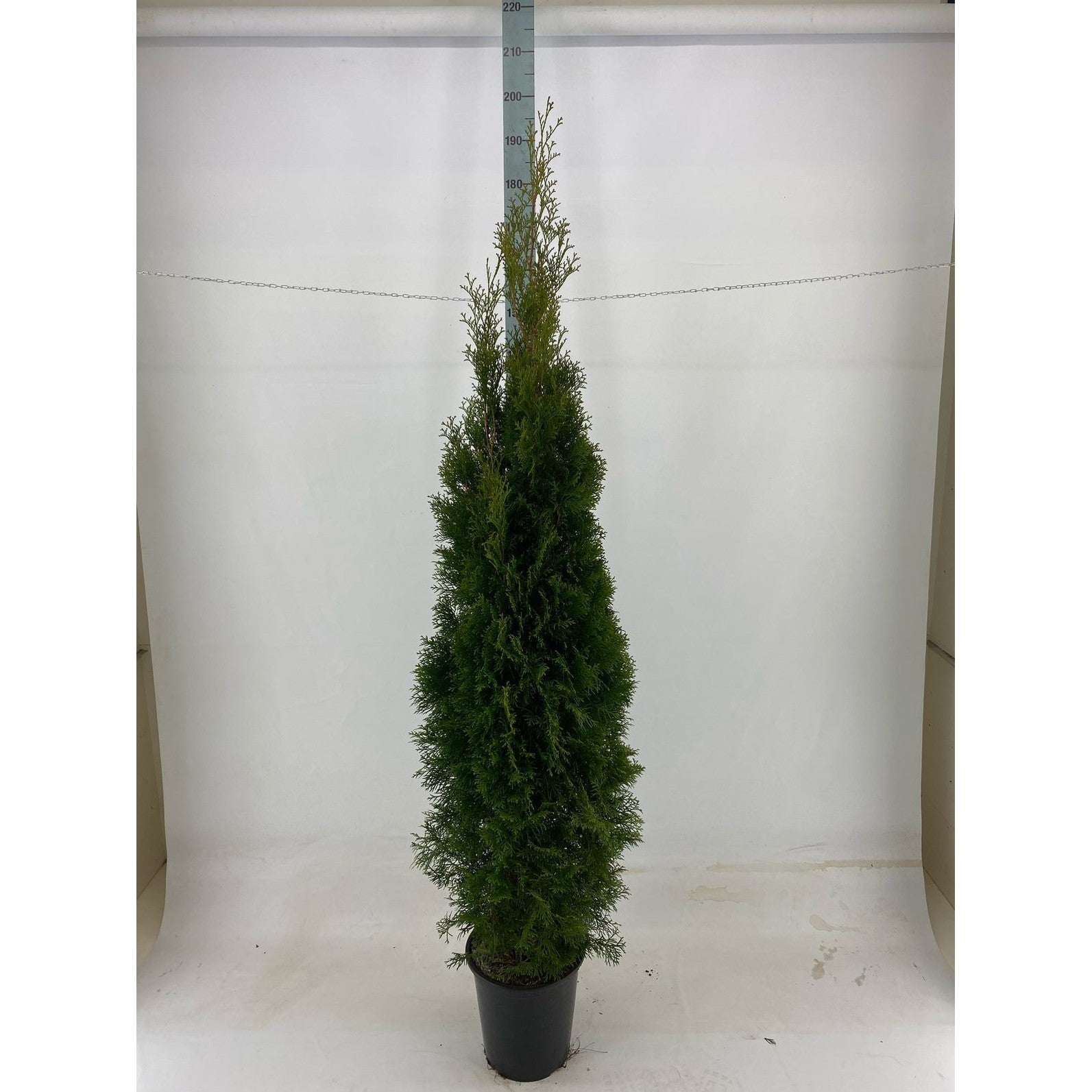 Thujor Smaragd - 180-200 cm